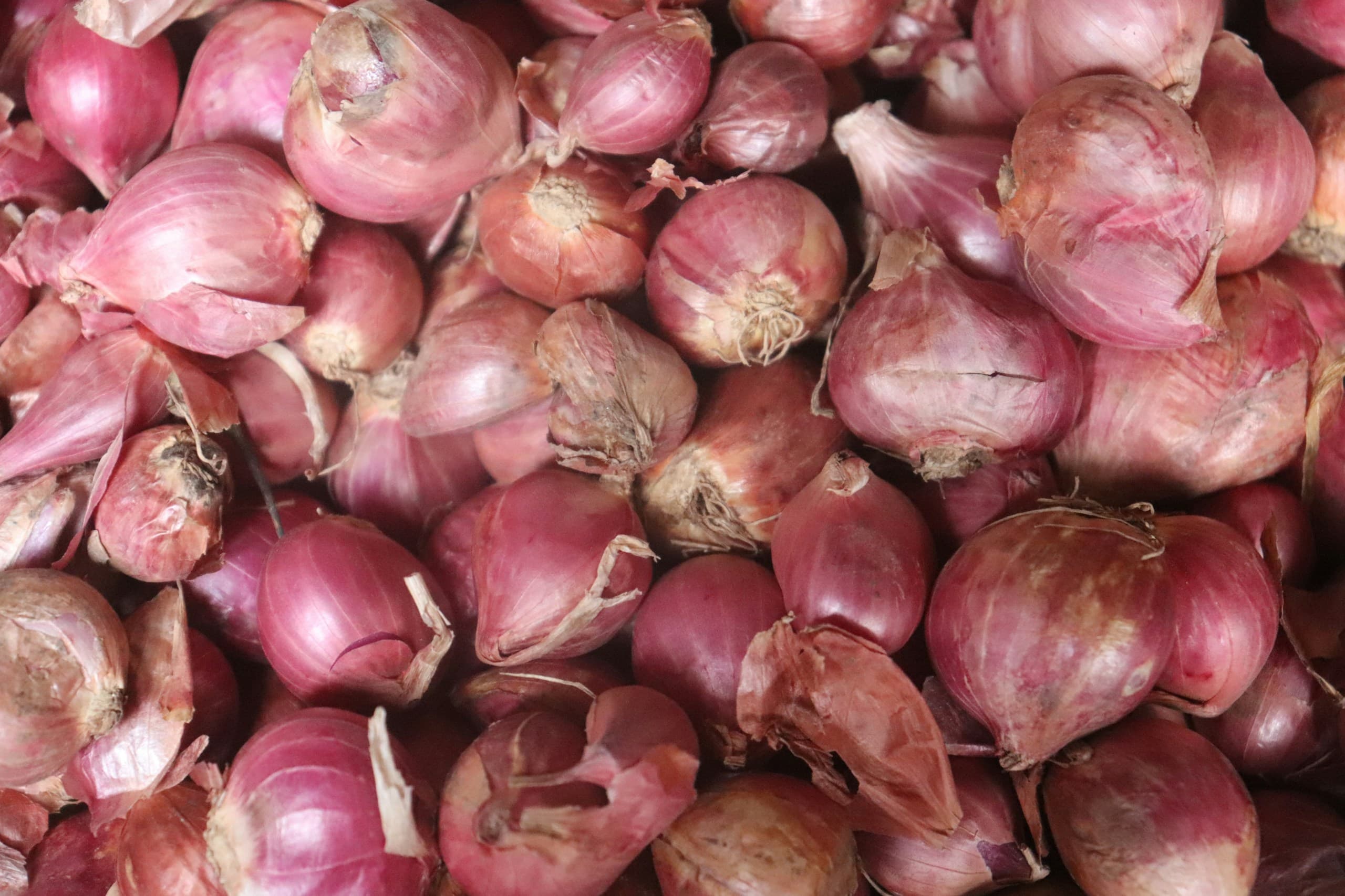 Detail umbi bawang merah; foto Mufid Majnun