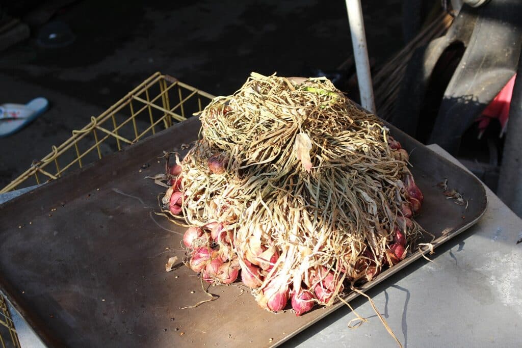 Umbi bawang merah yang sudah dipanen.