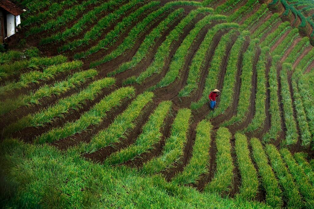 Bedengan tanaman bawang mengikuti bentuk lereng; seorang petani tampak di lahan.