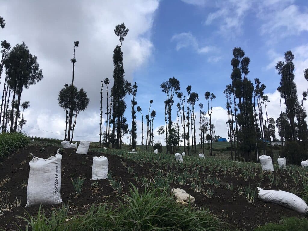 Barisan tanaman bawang tumbuh di lahan lereng.