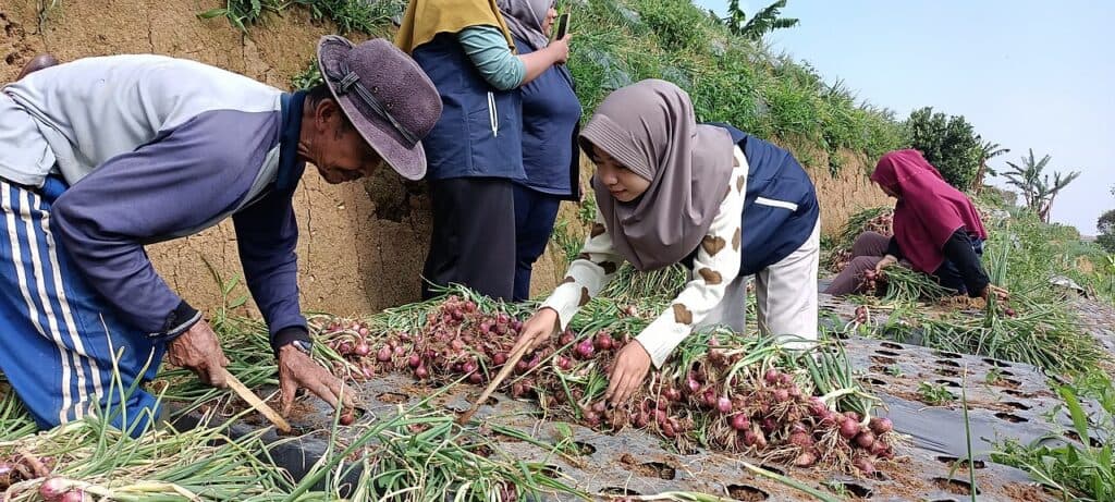 Warga mencabut bawang merah saat panen di lahan.