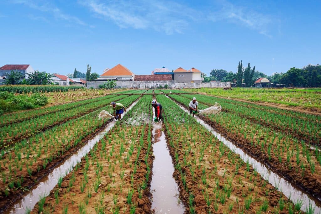Petani bekerja di antara bedengan bawang merah.
